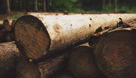Stem from the exquisite investigation on the wood